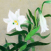 Sokyu Yamamoto Gallery